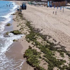 silede deniz adeta yosun kustu qmMiRhl1