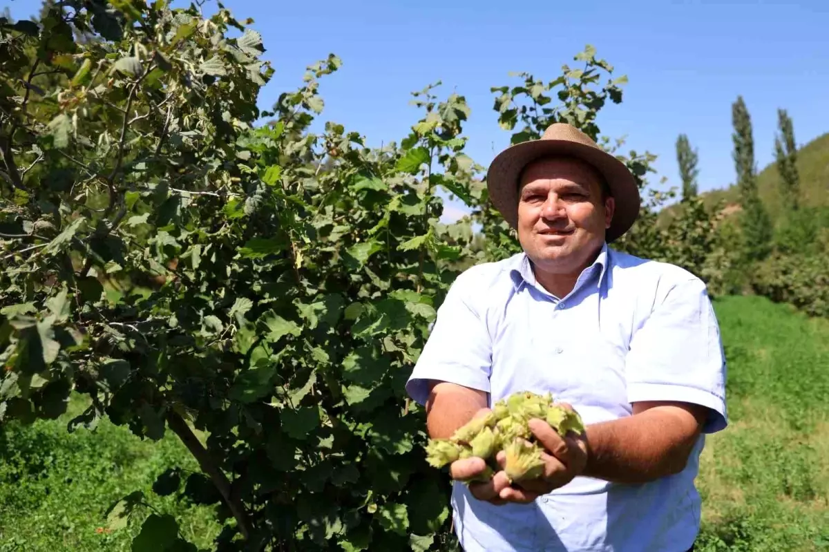 adanada findik hasadi ve ucretsiz fidan dagitimi 7NGRZjRl