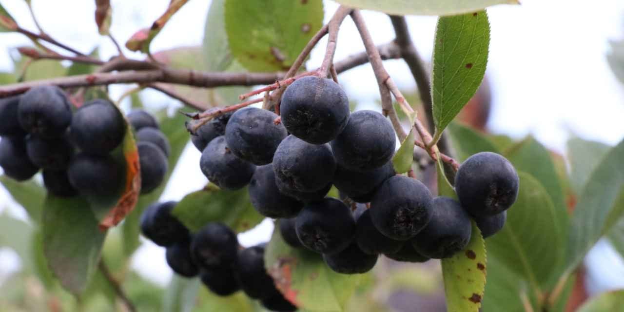 kalbe bagisikliga gozlere iyi geliyor kilosu 400 liradan 510 dekarda 250 ton urun bekleniyor bThX3pOC