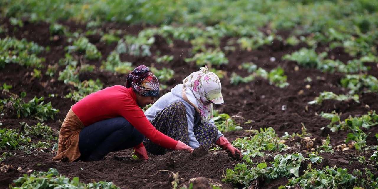 400 donumde yilda 800 ton uretiliyor koyluler toprak donmadan hasat ediyor WkWjw6Sn