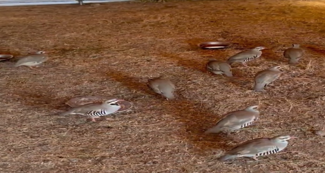 bitliste yakalanan 90 kinali keklik dogaya salindi xlZrzMJs