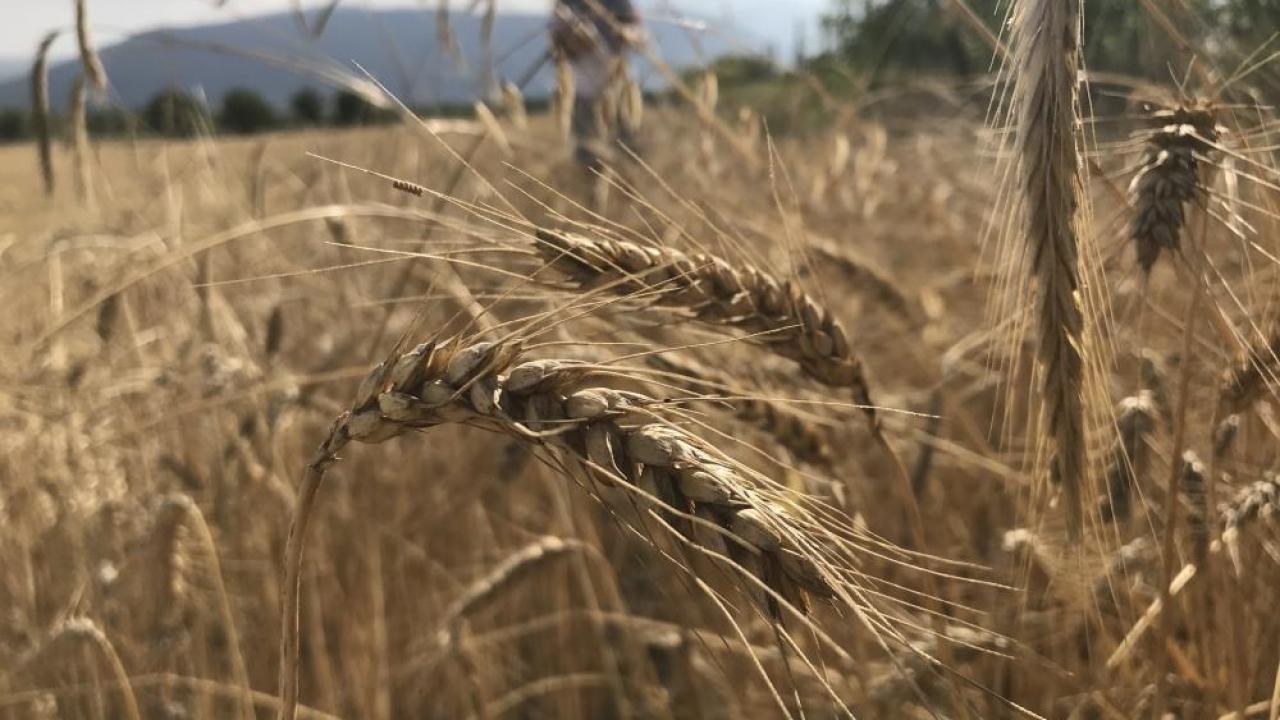 dunya tahil arzinda rekor beklenti 3 milyar tonu gecebilir qTg9CLbT