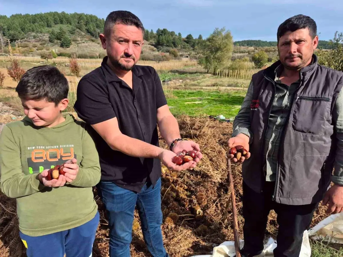 denizlide alandiz kestanesi hasadi basladi QddPaFDE.jpg